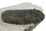 Bargain, Austerops Trilobite - Nice Eye Facets #311068-2